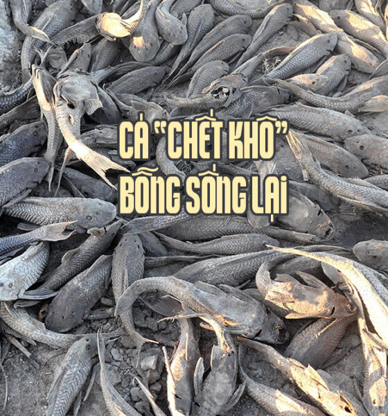 Cá chết khô vẫn sống lại như thường