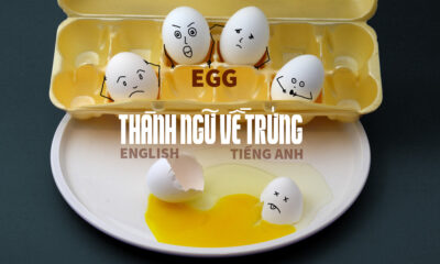 thành ngữ tiếng Anh về quả trứng gà trứng vịt ngỗng